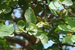 Terminalia cuneata